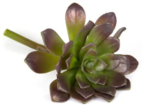 Florabelle Living Decor Succulent 19cm Purple & Green